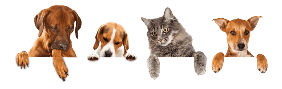 Three dogs and one cat representing PhosAvast kidney health supplement for dogs and cats