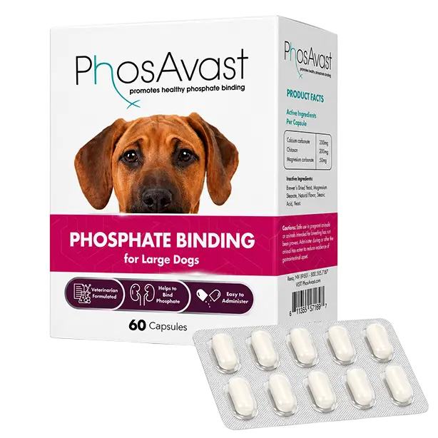 PhosAvast Phosphate Binding for Large Dogs product packaging and blister pack.